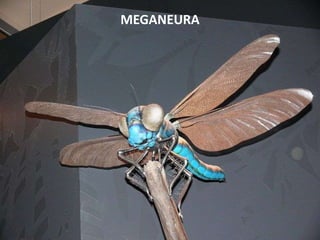 MEGANEURA
 
