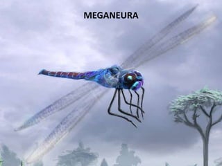 MEGANEURA
 