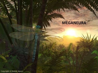MEGANEURA
 