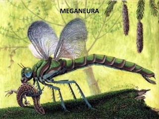 MEGANEURA
 