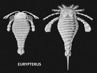 EURYPTERUS
 