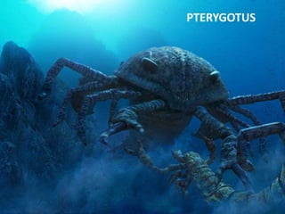 PTERYGOTUS
 