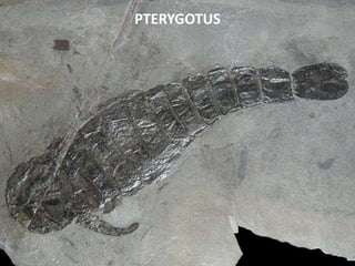 PTERYGOTUS
 