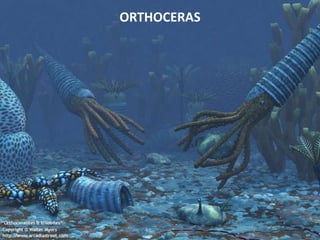 ORTHOCERAS
 