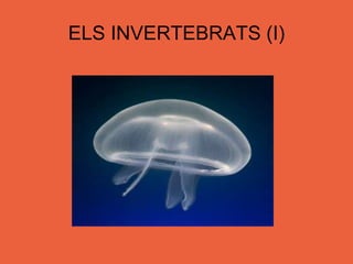 ELS INVERTEBRATS (I) 
