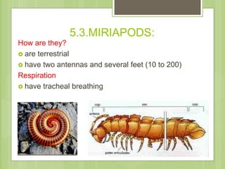 5.3.MIRIAPODS:
How are they?
 are terrestrial
 have two antennas and several feet (10 to 200)
Respiration
 have trachea...