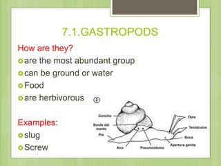 7.1.GASTROPODS
How are they?
are the most abundant group
can be ground or water
Food
are herbivorous
Examples:
slug
...