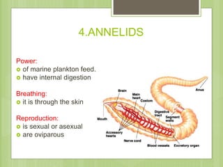 4.ANNELIDS
Power:
 of marine plankton feed.
 have internal digestion
Breathing:
 it is through the skin
Reproduction:
...