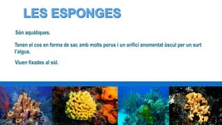 Són aquàtiques.
Tenen el cos en forma de sac amb molts porus i un orifici anomentat òscul per un surt
l’aigua.
Viuen fixades al sòl.
 