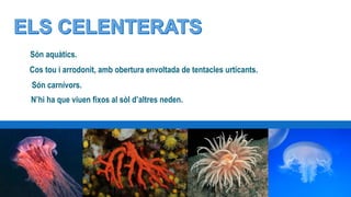 Són aquàtics.
Cos tou i arrodonit, amb obertura envoltada de tentacles urticants.
N’hi ha que viuen fixos al sòl d’altres neden.
Són carnívors.
 