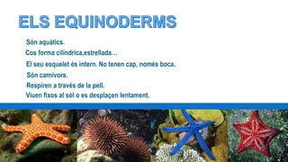 Són aquàtics.
Cos forma cilíndrica,estrellada…
Viuen fixos al sòl o es desplaçen lentament.
El seu esquelet és intern. No tenen cap, només boca.
Són carnívors.
Respiren a través de la pell.
 