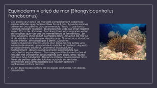 Equinoderm = eriçó de mar (Strongylocentrotus
franciscanus)
• Cos esfèric d'un eriçó de mar està completament cobert per
espines afilades que poden créixer fins a 8 cm . Aquestes espines
creixen en una petxina dura anomenada " testa " , que tanca
l'animal protegint l'exterior . Els eriçons més vells que s'han registrat
tenien 19 cm de diàmetre . En coloració els eriçons poden variar
en tonalitats que van des del vermell tènue al vermell fosc . En
rares ocasions, s'han trobat exemplars albins . Un eriçó de mar no
té ulls visibles o apèndixs per desplaçar-se. Té una boca situada a
la part inferior , envoltada per 5 dents . Durant el
desenvolupament larvari , el cos d'un eriçó de mar pateix una
transició de simetria , passant de la radial a la bilateral . Aquesta
larva de simetria bilateral , anomenat equinopluteus ,
posteriorment , desenvolupa la simetria pentarradial que
caracteritza equinoderms . S'arrossega molt lentament sobre el
fons del mar utilitzant les seves espines com pilots, amb l'ajuda
dels seus peus tubulados . Dispersos entre les seves espines hi ha
fileres de petites apèndixs tubulars acabats en ventoses ,
anomenats peus ambulagrales que l'ajuden a moure i
s'adhereixen al fons del mar.
• Viu en llocs rocosos al fons de les aigües profundes. Tan dolces,
cm salades.
•
 