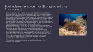 Equinoderm = eriçó de mar (Strongylocentrotus
franciscanus)
• Cos esfèric d'un eriçó de mar està completament cobert per
espines afilades que poden créixer fins a 8 cm . Aquestes espines
creixen en una petxina dura anomenada " testa " , que tanca
l'animal protegint l'exterior . Els eriçons més vells que s'han registrat
tenien 19 cm de diàmetre . En coloració els eriçons poden variar
en tonalitats que van des del vermell tènue al vermell fosc . En
rares ocasions, s'han trobat exemplars albins . Un eriçó de mar no
té ulls visibles o apèndixs per desplaçar-se. Té una boca situada a
la part inferior , envoltada per 5 dents . Durant el
desenvolupament larvari , el cos d'un eriçó de mar pateix una
transició de simetria , passant de la radial a la bilateral . Aquesta
larva de simetria bilateral , anomenat equinopluteus
, posteriorment , desenvolupa la simetria pentarradial que
caracteritza equinoderms . S'arrossega molt lentament sobre el
fons del mar utilitzant les seves espines com pilots, amb l'ajuda
dels seus peus tubulados . Dispersos entre les seves espines hi ha
fileres de petites apèndixs tubulars acabats en ventoses
, anomenats peus ambulagrales que l'ajuden a moure i
s'adhereixen al fons del mar.
• Viu en llocs rocosos al fons de les aigües profundes. Tan
dolces, cm salades.
•
 