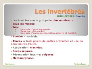 Les invertébrés
                                                 ARTRHOPODES: Insectes

       Les insectes son le groupe le plus nombreux.
       Tous les milieux.
       Tête:
                Une pair d’yeux composés.
                Deux ou trois ocelles.
                Une pair d’antennes (fonction olfative et tactile).
         Bouche = variable.
       Thorax = trois paires de pattes articulées et une ou
      deux paires d’ailes.
       Respiration: trachées.
       Sexes séparés.
       Fécondation interne: ovipares.
       Métamorphose.

Internenes                                                       PiensoyJuego
 