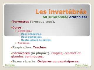 Les invertébrés
                            ARTRHOPODES: Arachnides
    Terrestres    (presque tous).

    Corps:
       Céfalotorax
         • Deux chelicères.
         • Deux pédipalpes.
         • Quatre paires de pattes.
       Abdomen

    Respiration:    Trachée.

    Carnivores(la plupart). Ongles, crochet et
    glandes venineuses.
      Sexes   séparés. Ovipares ou ovovivipares.
Internenes                                    PiensoyJuego
 