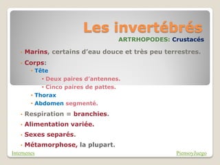 Les invertébrés
                                    ARTRHOPODES: Crustacés

   •   Marins, certains d’eau douce et très peu terrestres.
   •   Corps:
        • Tête
            • Deux paires d’antennes.
            • Cinco paires de pattes.
        • Thorax
        • Abdomen segmenté.
   •   Respiration = branchies.
   •   Alimentation variée.
   •   Sexes separés.
   •   Métamorphose, la plupart.
Internenes                                         PiensoyJuego
 