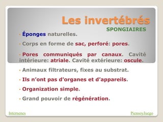 Les invertébrés
                                        SPONGIAIRES
      •   Éponges naturelles.
      •   Corps en forme de sac, perforé: pores.

      •Pores communiqués par canaux. Cavité
      intérieure: atriale. Cavité extérieure: oscule.
      •   Animaux filtrateurs, fixes au substrat.
      •   Ils n’ont pas d’organes et d’appareils.
      •   Organization simple.
      •   Grand pouvoir de régénération.

Internenes                                          PiensoyJuego
 