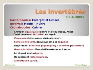 Les invertébrés
                                                      MOLLUSQUES
   •   Gastéropodes: Escargot et Limace
   •   Bivalves: Moule – Huître
   •   Céphalopodes: Calmar
        • Animaux aquatiques: marins et d’eau douce. Aussi
        d’environnement terrestre: escargot.
        • Corps mou (tête, masse viscérale, pied).
        • Symétrie bilateral. Beaucoup ont des coquilles
        • Respiration: branchies (aquatiques) - poumons (terrestres)
        • Hermaphrodites: Fécondatión externe et interne.
        • Le plupart sont ovipares.
        • Ils subissent métamorphose.
        • Alimentation variée.

Internenes                                                   PiensoyJuego
 
