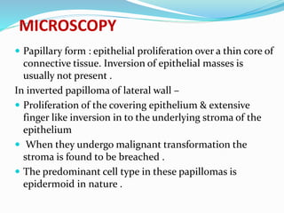 MICROSCOPY
 Papillary form : epithelial proliferation over a thin core of
connective tissue. Inversion of epithelial masses is
usually not present .
In inverted papilloma of lateral wall –
 Proliferation of the covering epithelium & extensive
finger like inversion in to the underlying stroma of the
epithelium
 When they undergo malignant transformation the
stroma is found to be breached .
 The predominant cell type in these papillomas is
epidermoid in nature .
 