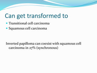 Can get transformed to
 Transitional cell carcinoma
 Squamous cell carcinoma
Inverted papilloma can coexist with squamous cell
carcinoma in 27% (synchronous)
 