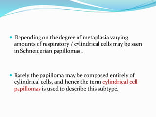  Depending on the degree of metaplasia varying
amounts of respiratory / cylindrical cells may be seen
in Schneiderian papillomas .
 Rarely the papilloma may be composed entirely of
cylindrical cells, and hence the term cylindrical cell
papillomas is used to describe this subtype.
 