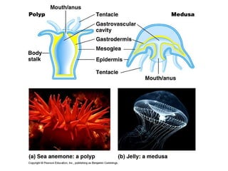 Invertrebrates anilmals(Non-Fish Aquatic Organisms) | PPT
