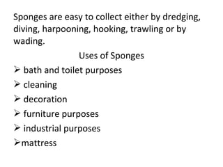 Sponges are easy to collect either by dredging,
diving, harpooning, hooking, trawling or by
wading.
Uses of Sponges
 bath...