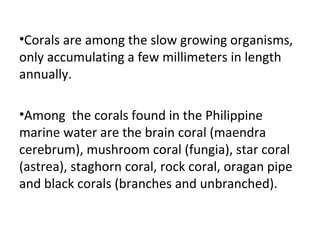 Sea Anemone
 