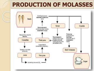 PRODUCTION OF MOLASSES
 