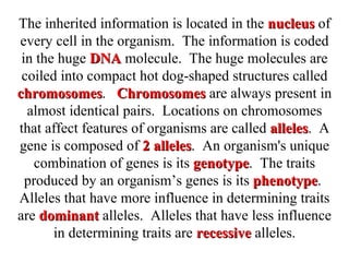 The inherited information is located in the  nucleus  of every cell in the organism.  The information is coded in the huge  DNA  molecule.  The huge molecules are coiled into compact hot dog-shaped structures called  chromosomes .  Chromosomes  are always present in almost identical pairs.  Locations on chromosomes that affect features of organisms are called  alleles .  A gene is composed of  2 alleles .  An organism's unique combination of genes is its  genotype .  The traits produced by an organism’s genes is its  phenotype .  Alleles that have more influence in determining traits are  dominant  alleles.  Alleles that have less influence in determining traits are  recessive  alleles. 