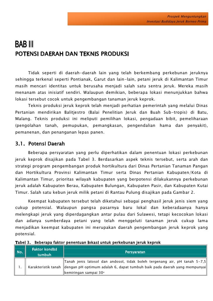 Investasi Budidaya Jeruk Borneo Prima investasi budidaya jeruk borneo prima