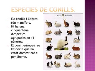 •   Els conills i llebres,
    són mamífers.
•   Hi ha una
    cinquantena
    d'espècies
    agrupades en 11
    gèneres.
•   El conill europeu és
    l'espècie que ha
    estat domesticada
    per l'home.
 