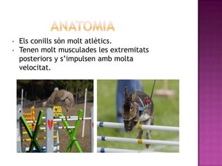 •   Els conills són molt atlètics.
•   Tenen molt musculades les extremitats
    posteriors y s’impulsen amb molta
    velocitat.
 