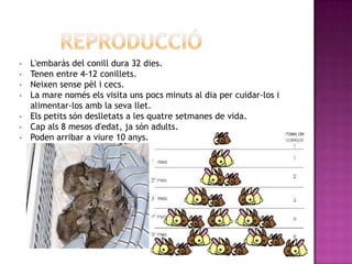 •   L'embaràs del conill dura 32 dies.
•   Tenen entre 4-12 conillets.
•   Neixen sense pèl i cecs.
•   La mare només els visita uns pocs minuts al dia per cuidar-los i
    alimentar-los amb la seva llet.
•   Els petits són deslletats a les quatre setmanes de vida.
•   Cap als 8 mesos d'edat, ja són adults.
•   Poden arribar a viure 10 anys.
 