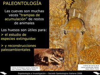 PALEONTOLOGÍA Las cuevas son muchas veces “ trampas de acumulación ” de restos de animales Los huesos son útiles para:  el estudio de especies extinguidas   y   reconstrucciones paleoambientales Cráneo de ciervo de la cueva Lamalunga, Apulia, Italia (foto P. Forti) Cráneo de  Prolagus sardus , Grotta dei Fiori, Cerdeña, Italia (foto P. Forti) Espeleología e Investigación – Società Speleologica Italiana 2008 