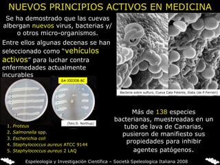 Se ha demostrado que las cuevas albergan  nuevos  virus, bacterias y/o otros micro-organismos. Entre ellos algunas decenas se han seleccionado como “ vehículos activos ”  para luchar contra enfermedades actualmente incurables Bacteria sobre sulfuro, Cueva Cala Fetente, Italia (de P.Ferrieri) Más de  138  especies bacterianas, muestreadas en un tubo de lava de Canarias, pusieron de manifiesto sus propiedades para inhibir agentes patógenos . 1.  Proteus 2.  Salmonella  spp. 3.  Escherichia coli 4.  Staphylococcus aureus  ATCC 9144 5.  Staphylococcus aureus  2 LAQ 1 2 3 4 5 1 2 3 4 5 (foto D. Northup) NUEVOS PRINCIPIOS ACTIVOS EN MEDICINA Espeleología y Investigación Científica – Società Speleologica Italiana 2008 GA-100308-8C 