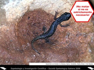Geotritón en Grotta ‘e s’Arena, Gairo, Cerdeña, Italia (Foto J. De Waele) Espeleología y Investigación Científica – Società Speleologica Italiana 2008 ¡No matar si no es estrictamente necesario ! 