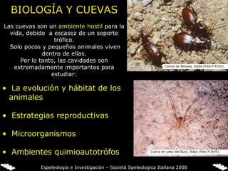 BIOLOGÍA Y CUEVAS Las cuevas son un  ambiente hostil  para la vida, debido  a escasez de un soporte trófico. Solo pocos y pequeños animales viven dentro de ellas. Por lo tanto, las cavidades son extremadamente importantes para estudiar: La evolución y hábitat de los animales Estrategias reproductivas Microorganismos Ambientes quimioautotrófos Cueva de Bossea, Italia (foto P.Forti) Cueva en yeso del Buoi, Italia (foto P.Forti) Espeleología e Investigación – Società Speleologica Italiana 2008 