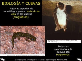Algunas especies de murciélagos pasan  parte de su vida  en las cuevas  (troglófilos)   . Todas las salamandras de cuevas son  trogloxenas. Murciélago en la cueva en yeso del Buoi, Italia (foto Arch. GSB-USB) Geotriton en la cueva de Taquisara, Cerdeña, Italia (foto P. Forti) Espeleología e Investigación – Società Speleologica Italiana 2008 BIOLOGÍA Y CUEVAS 