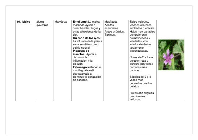 Investigacion E Informacion Sobre Plantas Medicinales