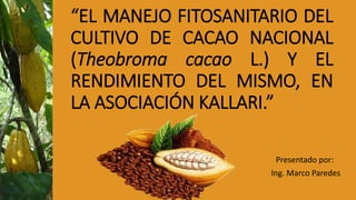 “EL MANEJO FITOSANITARIO DEL
CULTIVO DE CACAO NACIONAL
(Theobroma cacao L.) Y EL
RENDIMIENTO DEL MISMO, EN
LA ASOCIACIÓN KALLARI.”
Presentado por:
Ing. Marco Paredes
 