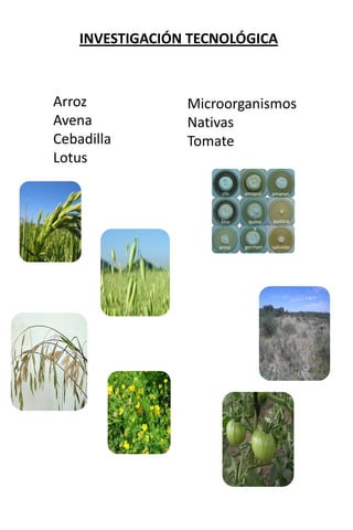 INVESTIGACIÓN TECNOLÓGICA
Arroz
Avena
Cebadilla
Lotus
Microorganismos
Nativas
Tomate
chí
a
amapol
a
amaran
to
arroz
parboliz
ado
germen
de trigo
salvado
de avena
lino quíno
a
quitina
 