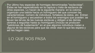 Por último hay especies de hormigas denominadas "esclavistas".
Éstas se han especializado en la captura y trata de esclavos de
otras especies. Lo hacen de la siguiente manera: en la colonia
organizan una batida hacia un hormiguero del que conocen las
características: número de individuos, fortaleza de éstos, etc. Entran
en el hormiguero y secuestran a todos los enemigos que pueden: se
llevan las larvas de las nuevas esclavas y obligan a las demás
obreras a seguirlas hasta su hormiguero (incluso se producen
"pelotones de fusilamiento" en el que algunos individuos matan a
alguna de las esclavas para que las otras vean lo que les espera y
así les hagan caso.
 
