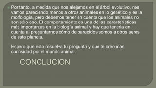  Por tanto, a medida que nos alejamos en el árbol evolutivo, nos
vamos pareciendo menos a otros animales en lo genético y en la
morfología, pero debemos tener en cuenta que los animales no
son sólo eso. El comportamiento es una de las características
más importantes en la biología animal y hay que tenerla en
cuenta al preguntarnos cómo de parecidos somos a otros seres
de este planeta.
Espero que esto resuelva tu pregunta y que te cree más
curiosidad por el mundo animal.
 