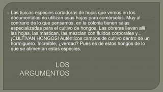  Las típicas especies cortadoras de hojas que vemos en los
documentales no utilizan esas hojas para comérselas. Muy al
contrario de lo que pensamos, en la colonia tienen salas
especializadas para el cultivo de hongos. Las obreras llevan allí
las hojas, las mastican, las mezclan con fluidos corporales y...
¡CULTIVAN HONGOS! Auténticos campos de cultivo dentro de un
hormiguero. Increíble, ¿verdad? Pues es de estos hongos de lo
que se alimentan estas especies.
 