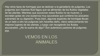  Hay otros tipos de hormigas que se dedican a la ganadería de pulgones. Los
pulgones son insectos fluid fagos que se alimentan de los fluidos vegetales
de las plantas. Mientras que succionan estos fluidos no se mueven, y
excretan gotas de una sustancia muy azucarada que contiene los azúcares
sobrantes de su digestión. Pues bien, algunas especies de hormigas llevan
de un lado a otro los pulgones (sin hacerles daño, claro) seleccionando los
mejores lugares de las plantas, y luego van recogiendo los fluidos
azucarados. ¿No te suena de algo? Son auténticos pastores de pulgones,
jeja.
 