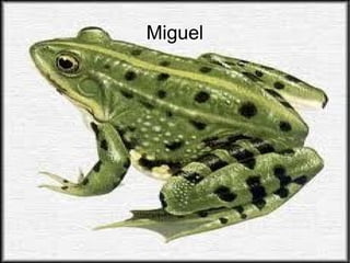 Miguel
 