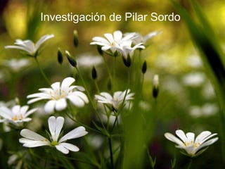 Investigación de Pilar Sordo 