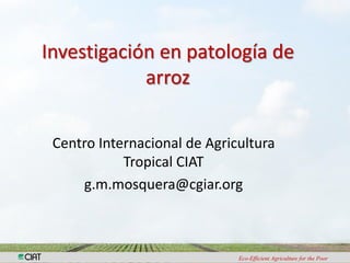 Investigación en patología de
            arroz

 Centro Internacional de Agricultura
            Tropical CIAT
     g.m.mosquera@cgiar.org



                              Eco-Efficient Agriculture for the Poor
 