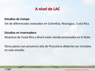 Investigacion en patologia de arroz